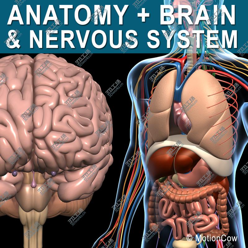 images/goods_img/20210114/Anatomy Brain & Nervous System/1.jpg